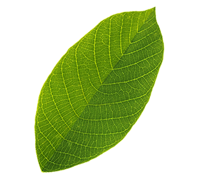 leaf